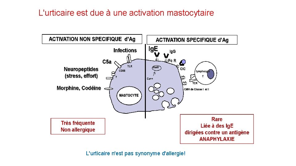 L'urticaire est due à une activation mastocytaire L'urticaire n'est pas synonyme d'allergie! 