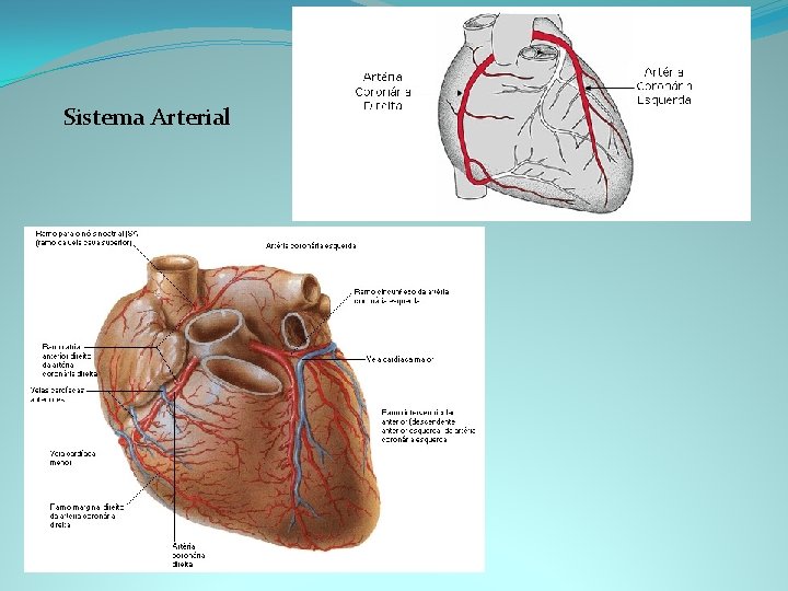 Sistema Arterial 