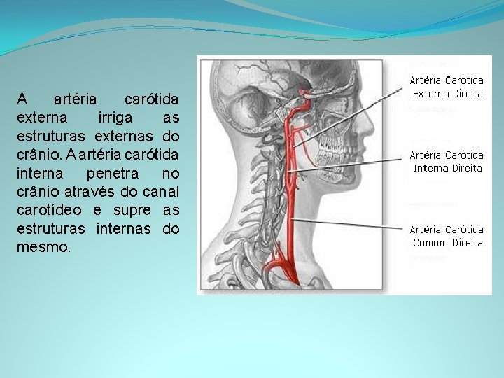 A artéria carótida externa irriga as estruturas externas do crânio. A artéria carótida interna