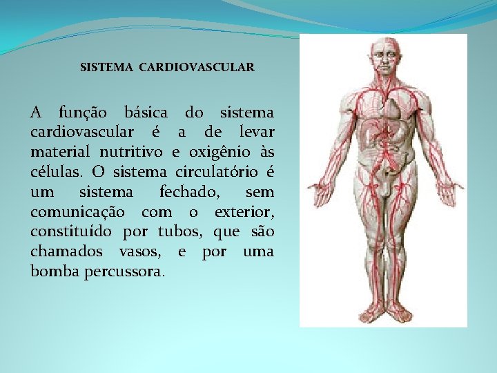 SISTEMA CARDIOVASCULAR A função básica do sistema cardiovascular é a de levar material nutritivo