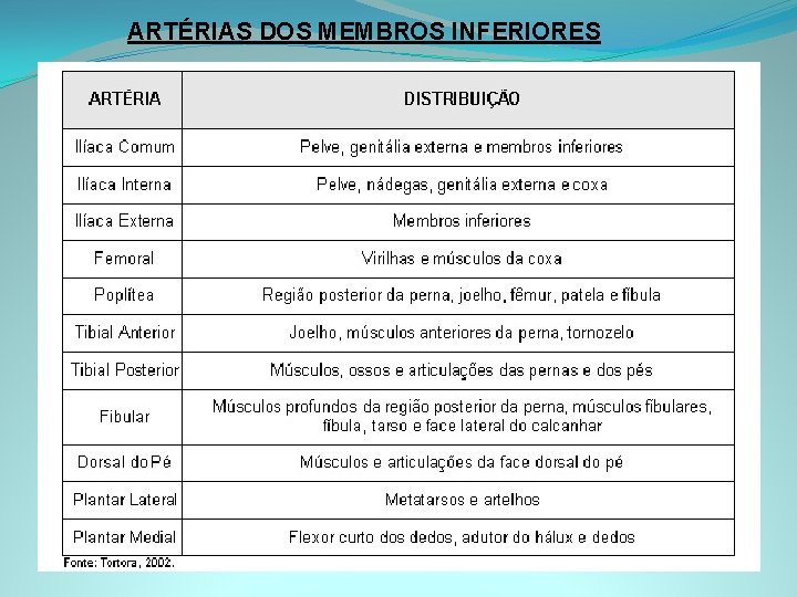 ARTÉRIAS DOS MEMBROS INFERIORES 