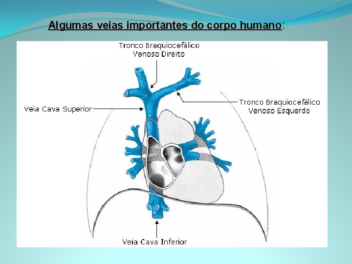 Algumas veias importantes do corpo humano: 