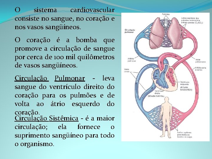 O sistema cardiovascular consiste no sangue, no coração e nos vasos sangüíneos. O coração