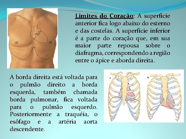 Limites do Coração: A superfície anterior fica logo abaixo do esterno e das costelas.