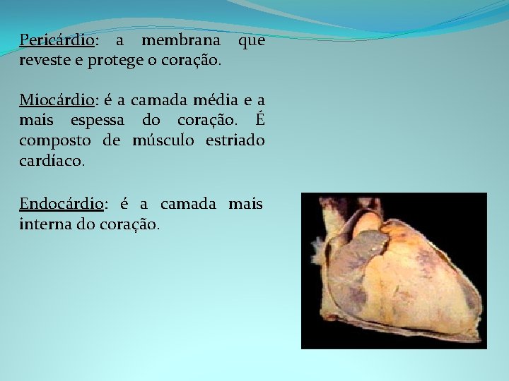 Pericárdio: a membrana que reveste e protege o coração. Miocárdio: é a camada média
