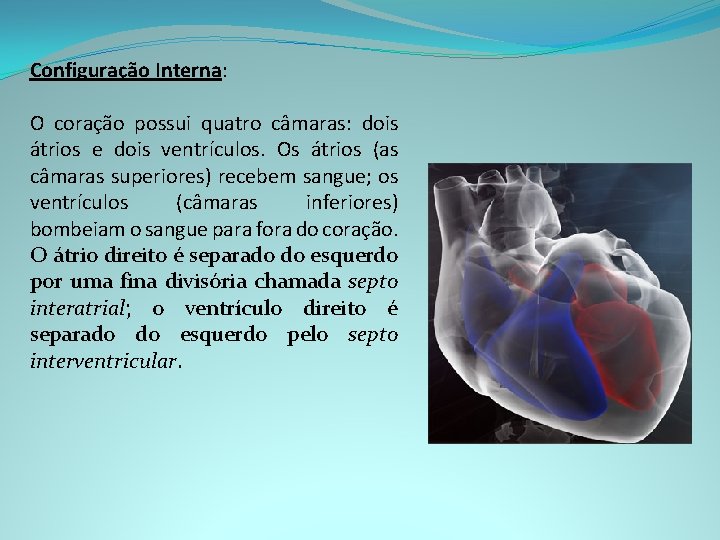 Configuração Interna: O coração possui quatro câmaras: dois átrios e dois ventrículos. Os átrios