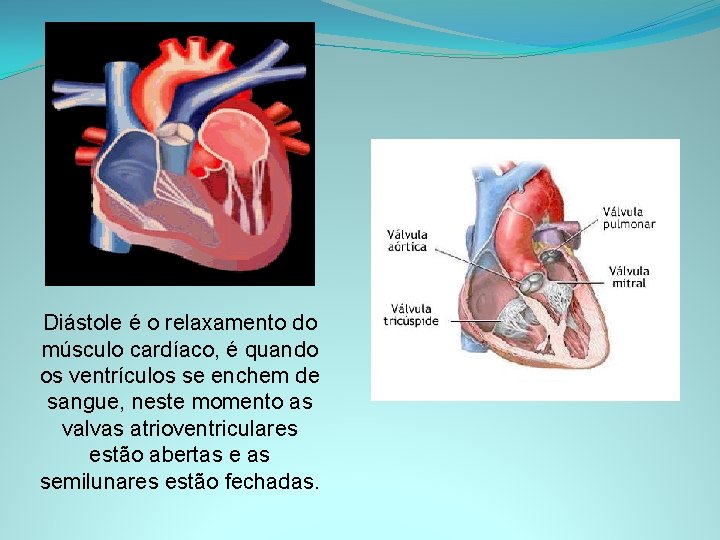 Diástole é o relaxamento do músculo cardíaco, é quando os ventrículos se enchem de