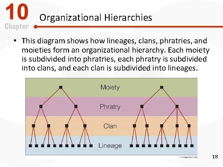 Organizational Hierarchies • This diagram shows how lineages, clans, phratries, and moieties form an