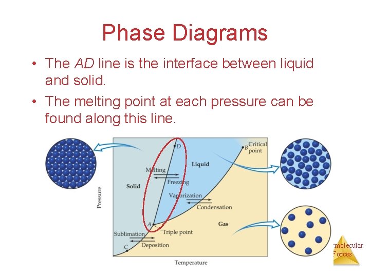 Phase Diagrams • The AD line is the interface between liquid and solid. • Phase Diagrams • The AD line is the interface between liquid and solid. •