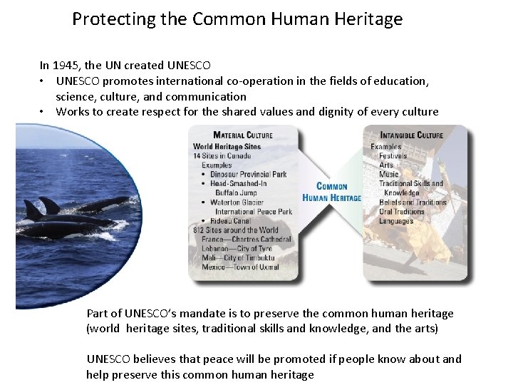 Protecting the Common Human Heritage In 1945, the UN created UNESCO • UNESCO promotes