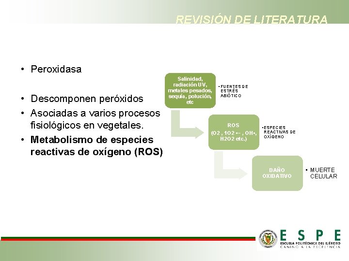 REVISIÓN DE LITERATURA • Peroxidasa • Descomponen peróxidos • Asociadas a varios procesos fisiológicos