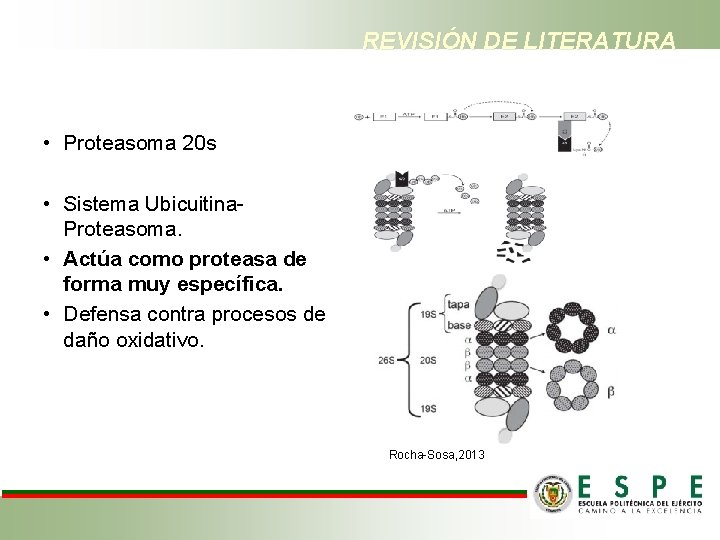 REVISIÓN DE LITERATURA • Proteasoma 20 s • Sistema Ubicuitina. Proteasoma. • Actúa como