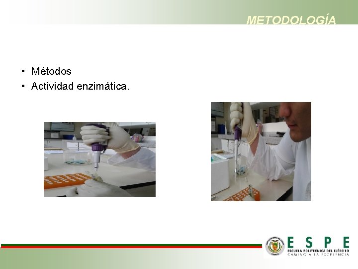 METODOLOGÍA • Métodos • Actividad enzimática. 