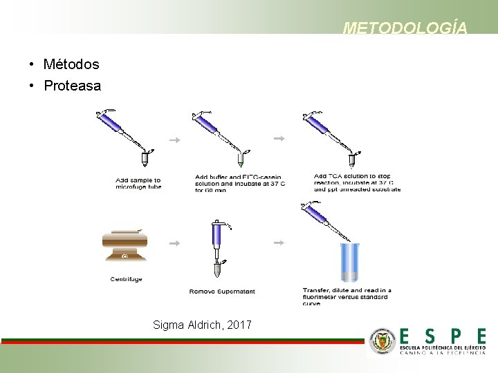 METODOLOGÍA • Métodos • Proteasa Sigma Aldrich, 2017 