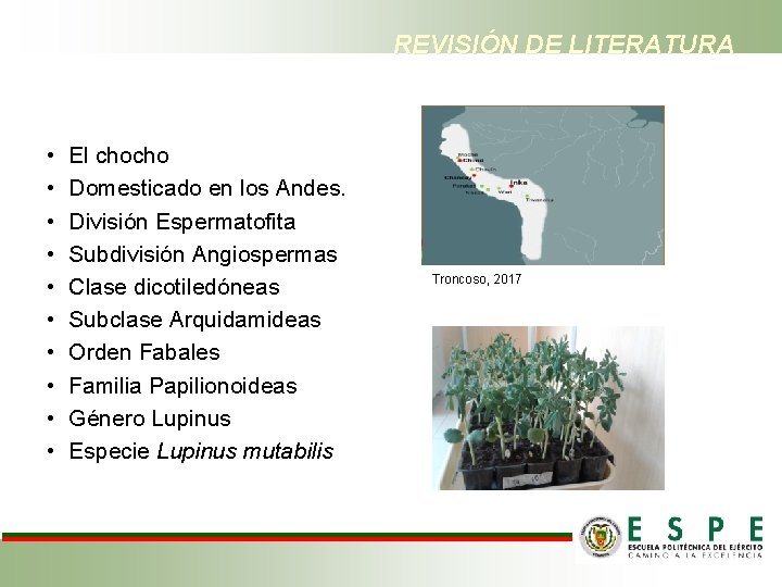 REVISIÓN DE LITERATURA • • • El chocho Domesticado en los Andes. División Espermatofita