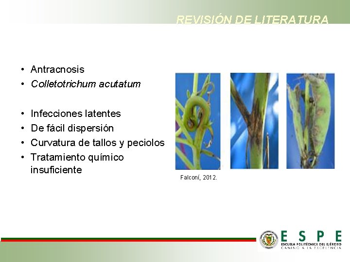 REVISIÓN DE LITERATURA • Antracnosis • Colletotrichum acutatum • • Infecciones latentes De fácil