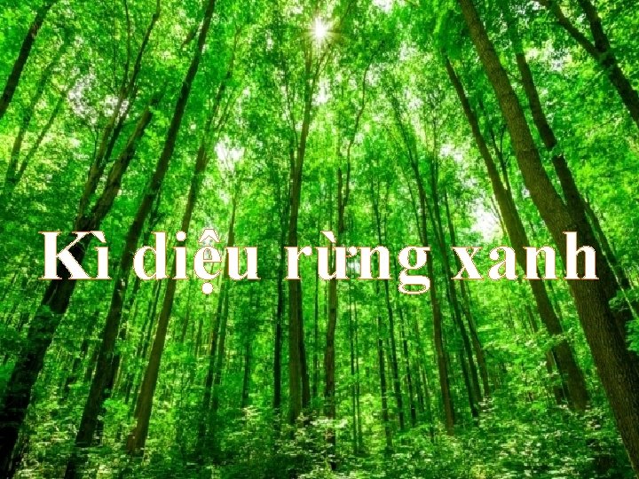 Kì diệu rừng xanh 