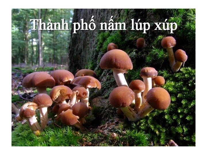 Thành phố nấm lúp xúp 