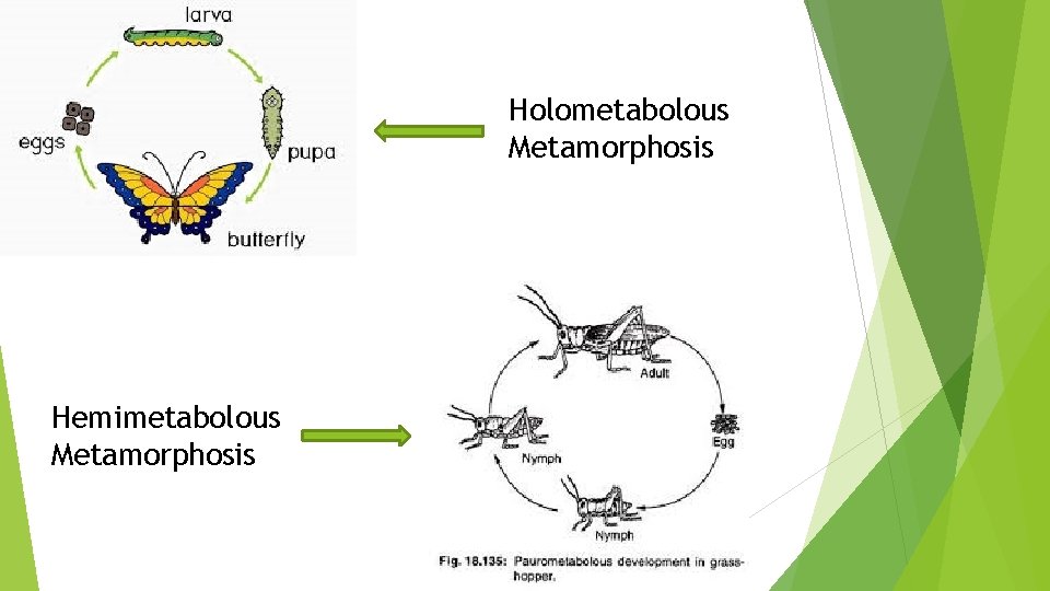 Holometabolous Metamorphosis Hemimetabolous Metamorphosis 