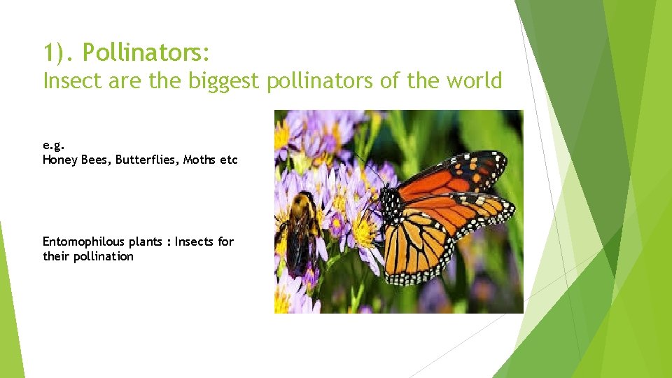 1). Pollinators: Insect are the biggest pollinators of the world e. g. Honey Bees,