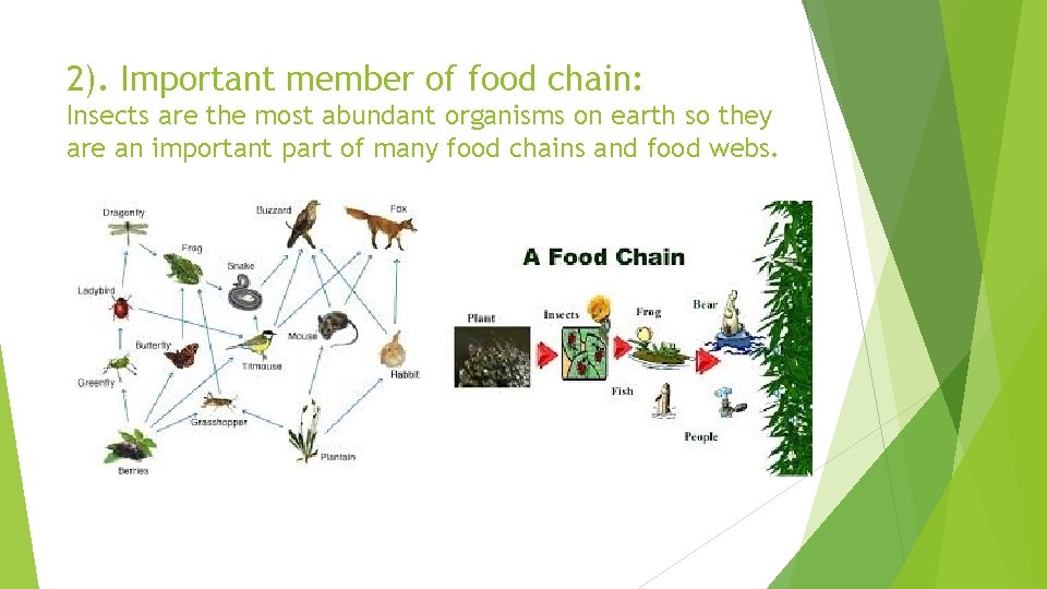 2). Important member of food chain: Insects are the most abundant organisms on earth