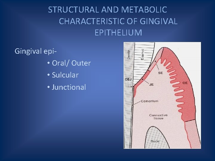 STRUCTURAL AND METABOLIC CHARACTERISTIC OF GINGIVAL EPITHELIUM Gingival epi • Oral/ Outer • Sulcular