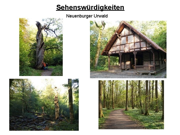 Sehenswürdigkeiten Neuenburger Urwald 