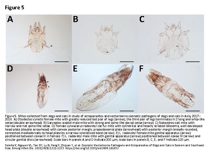 Figure 5. Mites collected from dogs and cats in study of ectoparasites and vectorborne