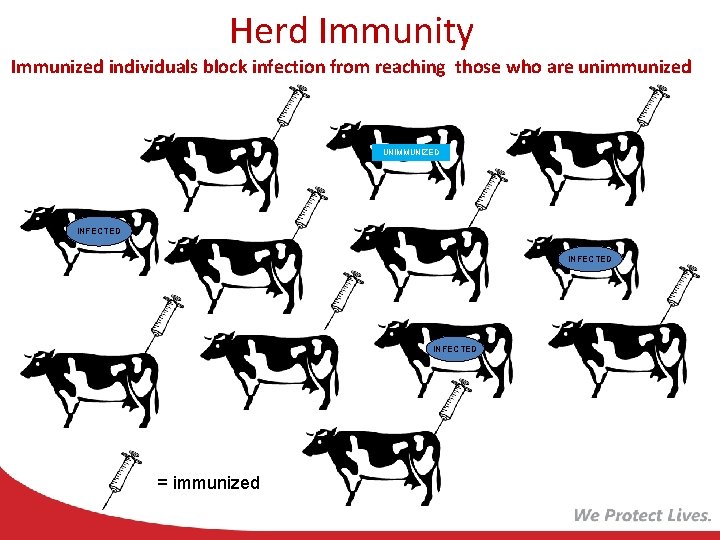 Herd Immunity Immunized individuals block infection from reaching those who are unimmunized UNIMMUNIZED INFECTED