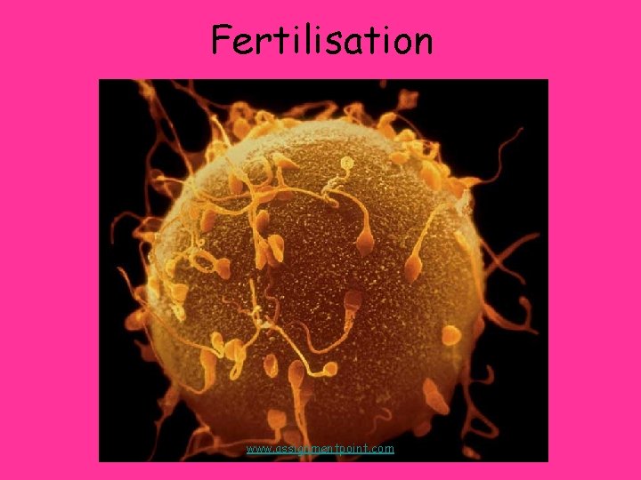 Fertilisation www. assignmentpoint. com 