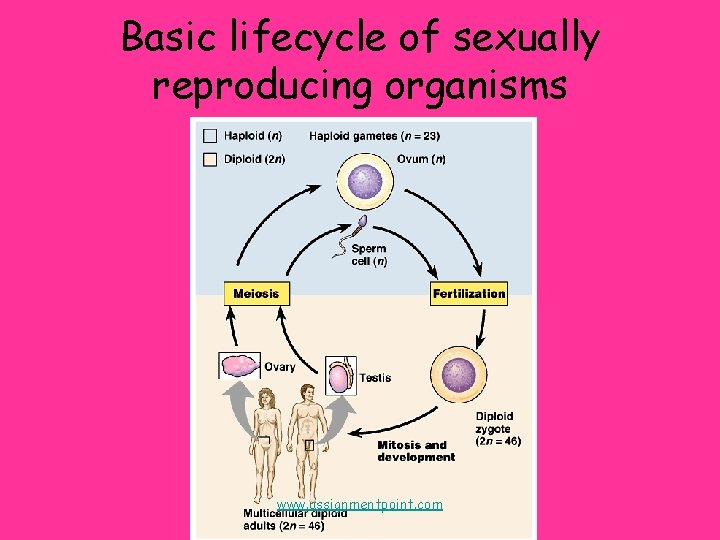 Basic lifecycle of sexually reproducing organisms www. assignmentpoint. com 