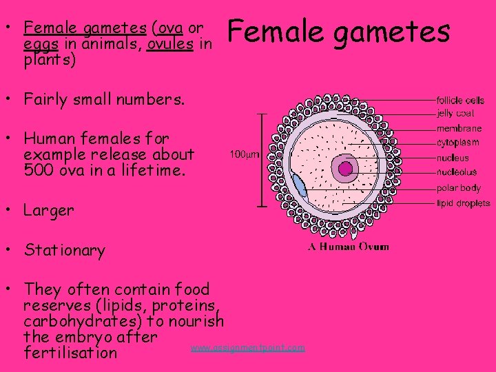  • Female gametes (ova or eggs in animals, ovules in plants) Female gametes