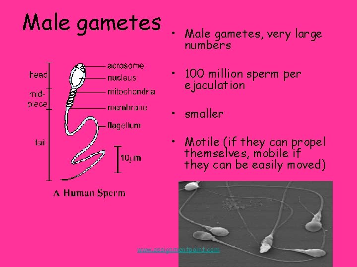 Male gametes • Male gametes, very large numbers • 100 million sperm per ejaculation