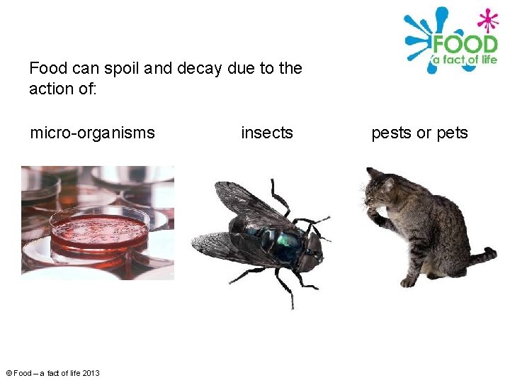 Food can spoil and decay due to the action of: micro-organisms © Food –