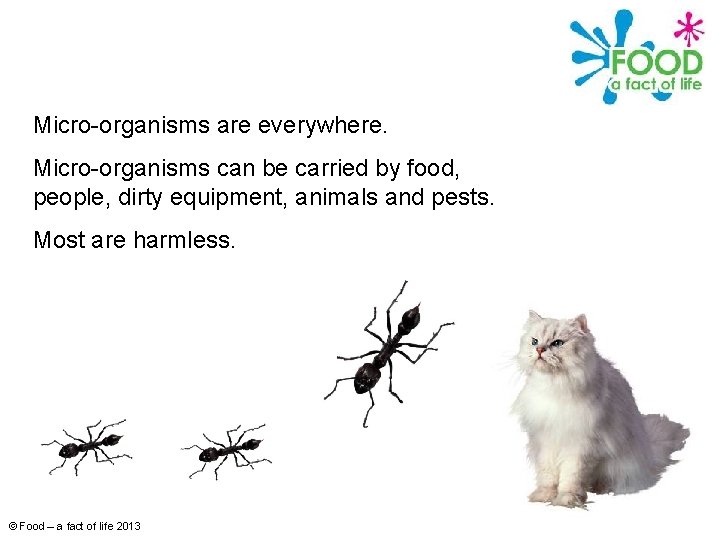 Micro-organisms are everywhere. Micro-organisms can be carried by food, people, dirty equipment, animals and