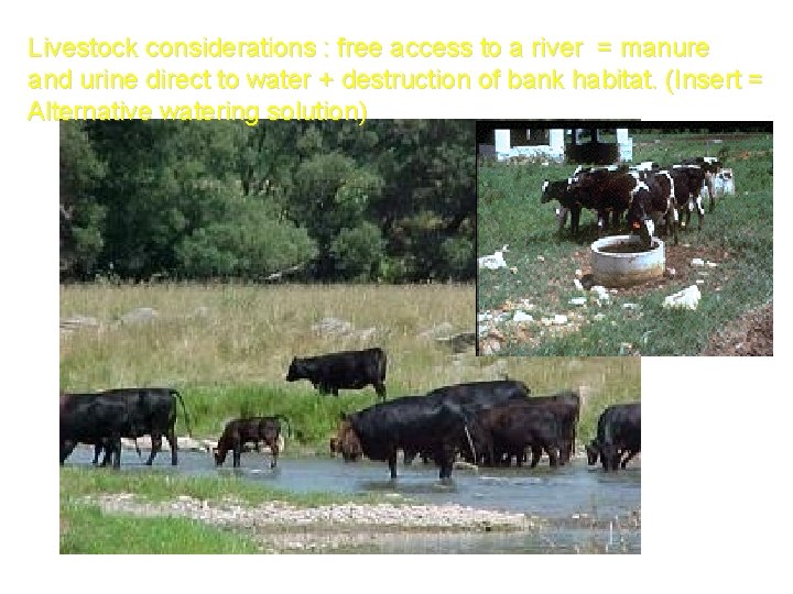 Livestock considerations : free access to a river = manure and urine direct to