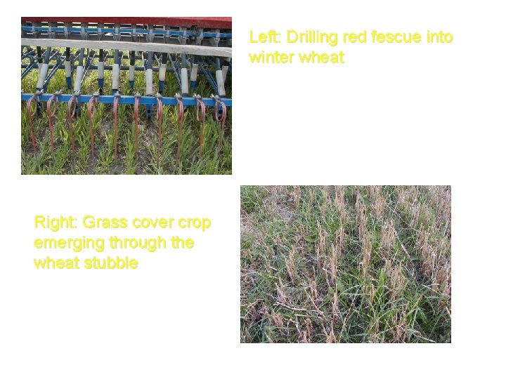 Left: Drilling red fescue into winter wheat Right: Grass cover crop emerging through the
