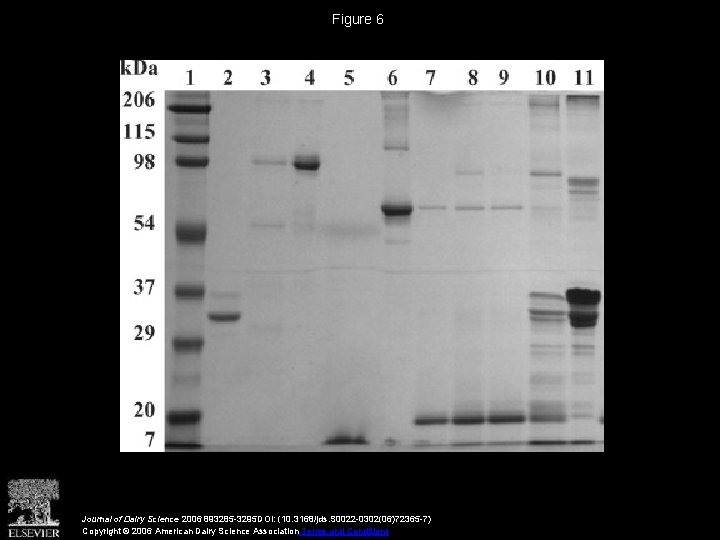 Figure 6 Journal of Dairy Science 2006 893285 -3295 DOI: (10. 3168/jds. S 0022