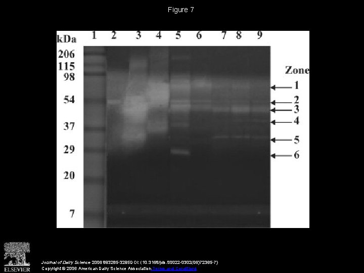 Figure 7 Journal of Dairy Science 2006 893285 -3295 DOI: (10. 3168/jds. S 0022