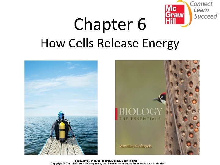 Chapter 6 How Cells Release Energy Scuba diver: © Three Images/Lifesize/Getty Images Copyright ©