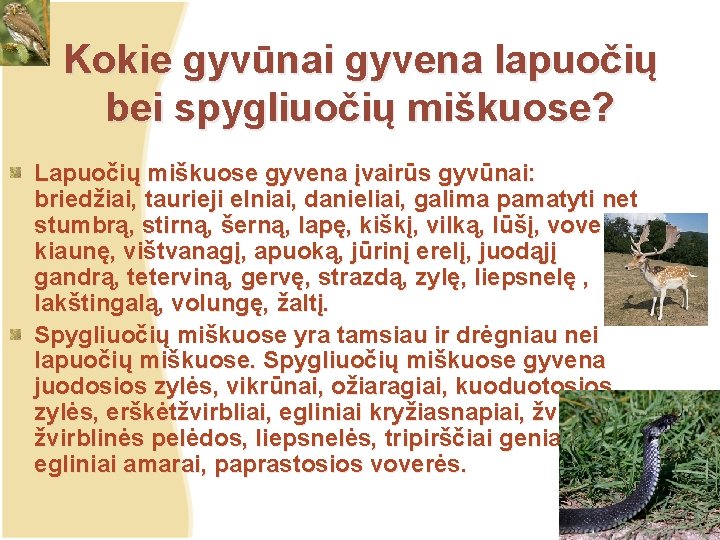 Kokie gyvūnai gyvena lapuočių bei spygliuočių miškuose? Lapuočių miškuose gyvena įvairūs gyvūnai: briedžiai, taurieji