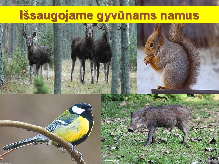 Išsaugojame gyvūnams namus 