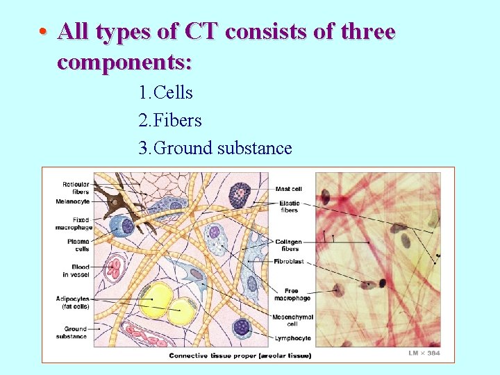  • All types of CT consists of three components: 1. Cells 2. Fibers