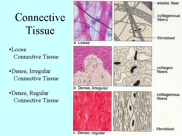 Connective Tissue • Loose Connective Tissue • Dense, Irregular Connective Tissue • Dense, Regular