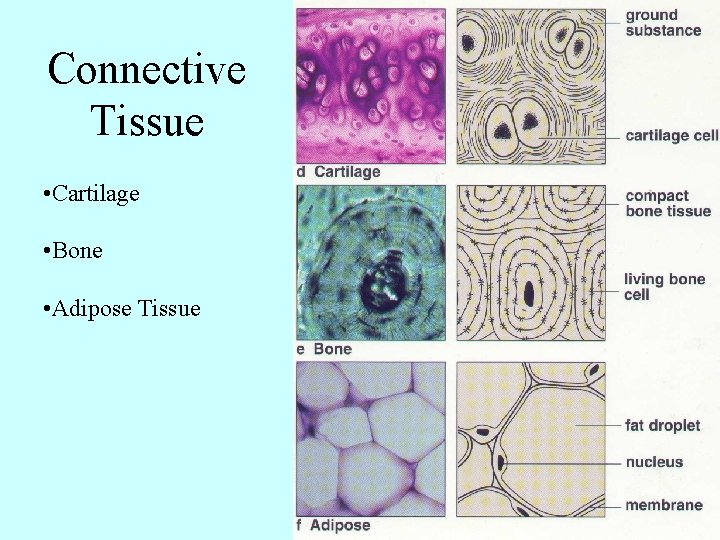 Connective Tissue • Cartilage • Bone • Adipose Tissue 