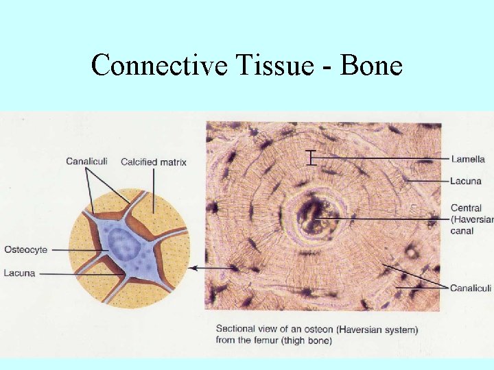 Connective Tissue - Bone 