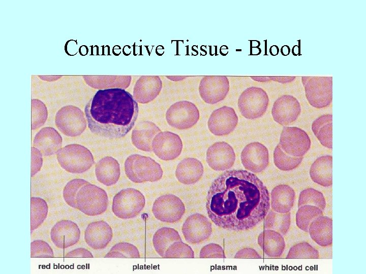 Connective Tissue - Blood 
