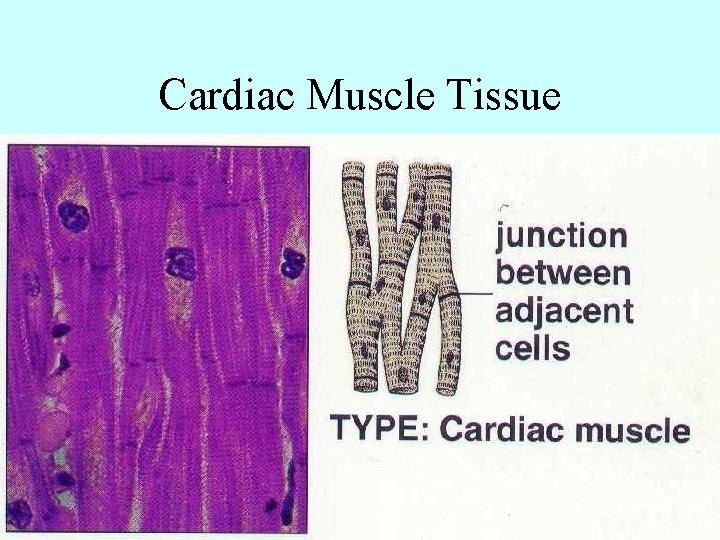 Cardiac Muscle Tissue 