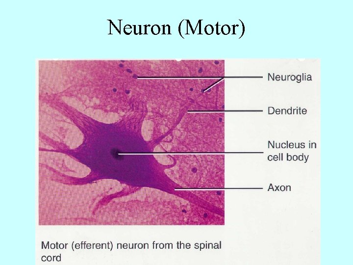 Neuron (Motor) 
