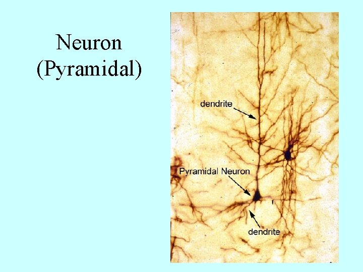 Neuron (Pyramidal) 